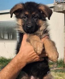 Cuccioli pastore tedesco