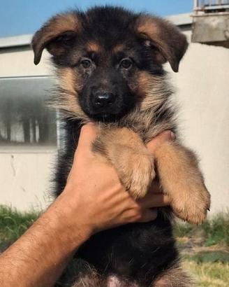 Cuccioli pastore tedesco