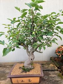 Bonsai di melo