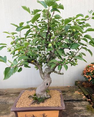 Bonsai di melo