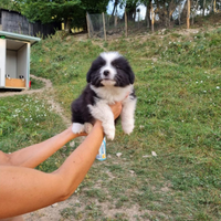 Cuccioli border collie pedigree