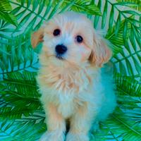Maltipoo maschi