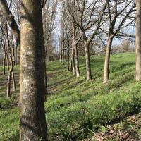 Piante di noci da legno