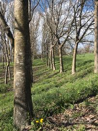 Piante di noci da legno