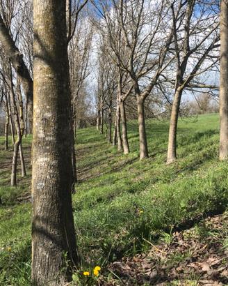 Piante di noci da legno