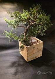 pre bonsai ginepro