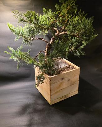 pre bonsai ginepro
