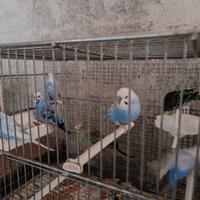 Pappagallini "Cocorite"