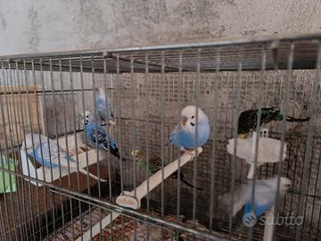 Pappagallini "Cocorite"