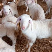 Agnelli e agnelle razza Assaf