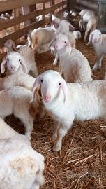 Agnelli e agnelle razza Assaf