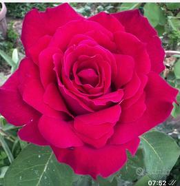 Talee di rose