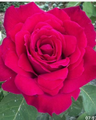 Talee di rose
