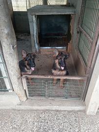 Cuccioli pastore tedesco
