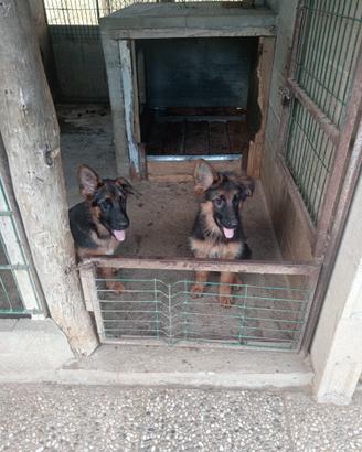 Cuccioli pastore tedesco