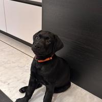 Cuccioli casa dei labrador