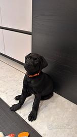 Cuccioli casa dei labrador