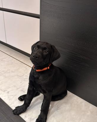 Cuccioli casa dei labrador