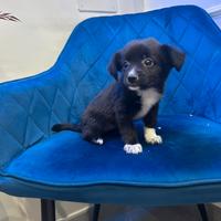 Cuccioli chihuahua- Pincher