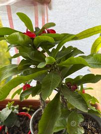 Euphorbia milii