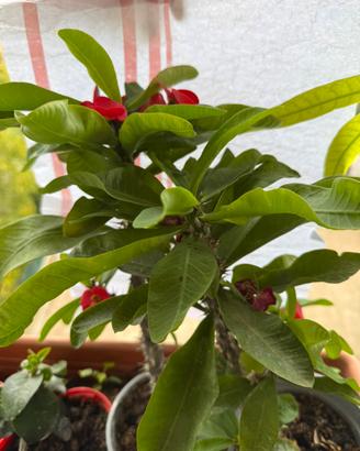 Euphorbia milii