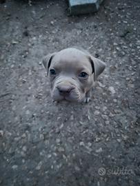 American pitbull ukc
