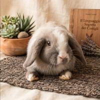 Coniglio Ariete nano maschio