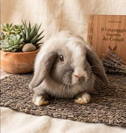 Coniglio Ariete nano maschio