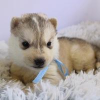 Husky Siberian pedigree