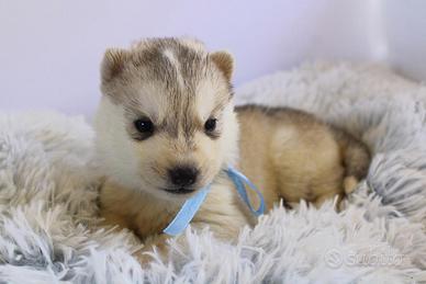Husky Siberian pedigree