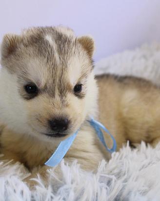Husky Siberian pedigree