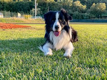 Border collie maschio disponibile per monte