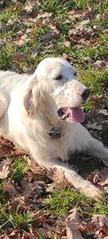 Setter inglese bianco arancio