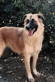 Jasmine mix pastore belga