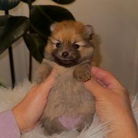 Cuccioli volpino Pomerania