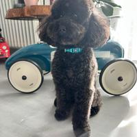 Barboncino per monte