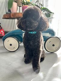 Barboncino per monte