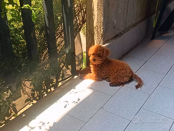 Barboncino teacup 6 mesi mini