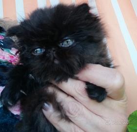 CUCCIOLO DI GATTO PERSIANO MASCHIO