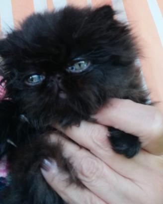 CUCCIOLO DI GATTO PERSIANO MASCHIO