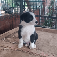 Cuccioli di border collie ultime 2 femminuccie