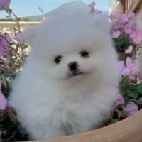 Spitz cucciolo di pomerania