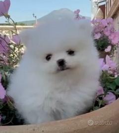 Spitz cucciolo di pomerania