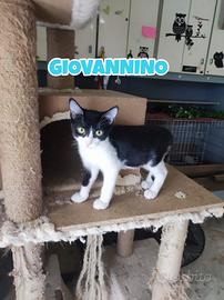 Giovannino, gattino bianconero di tre mesi