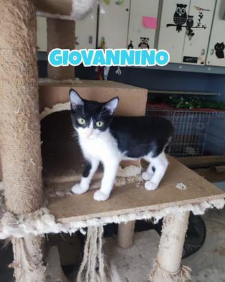 Giovannino, gattino bianconero di tre mesi