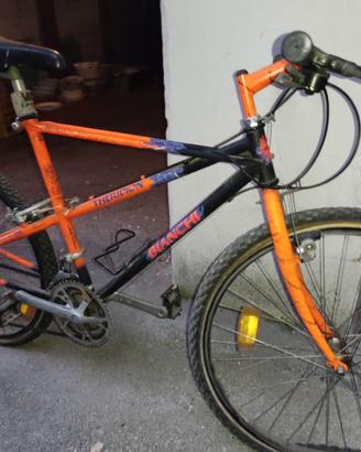 Bianchi Ragno Theridion