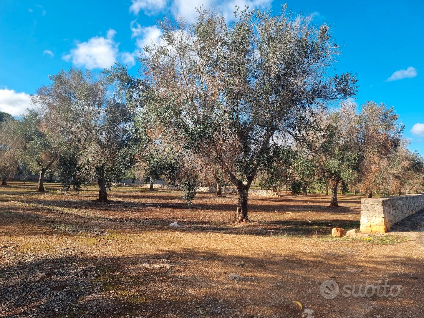 Terreno agricolo di 10822 m² edificabile e fraz - Vista 4