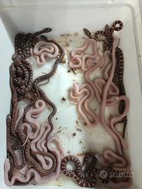 serpente del grano, pantherophis, palmetto 