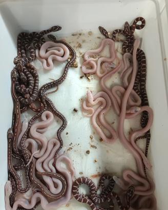 serpente del grano, pantherophis, palmetto 