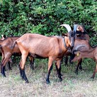 Becco Camosciata delle Alpi